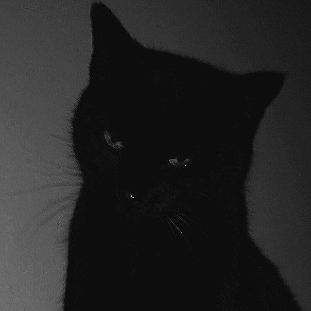 darky darky